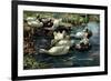 Ducks in a Pool-Alexander Koester-Framed Giclee Print