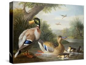 Ducks in a River Landscape-Jakob Bogdani Or Bogdany-Stretched Canvas