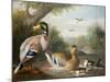 Ducks in a River Landscape-Jakob Bogdani Or Bogdany-Mounted Giclee Print