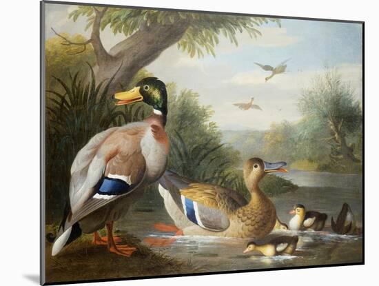 Ducks in a River Landscape-Jakob Bogdani Or Bogdany-Mounted Giclee Print