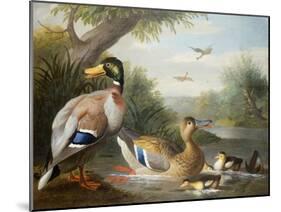 Ducks in a River Landscape-Jakob Bogdani Or Bogdany-Mounted Giclee Print