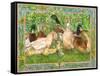 Ducks in a Row-Wendy Edelson-Framed Stretched Canvas