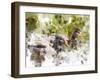 Ducks in Float II-Chamira Young-Framed Art Print