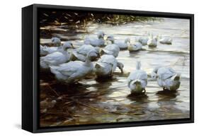 Ducks in Shallow Water Reed; Enten in Flachem Schilfwasser-Alexander Koester-Framed Stretched Canvas