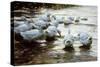 Ducks in Shallow Water Reed; Enten in Flachem Schilfwasser-Alexander Koester-Stretched Canvas