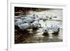 Ducks in Shallow Water Reed; Enten in Flachem Schilfwasser-Alexander Koester-Framed Giclee Print