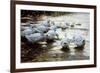 Ducks in Shallow Water Reed; Enten in Flachem Schilfwasser-Alexander Koester-Framed Giclee Print