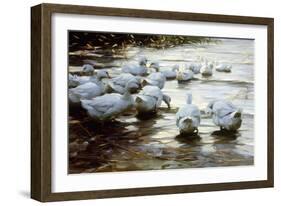 Ducks in Shallow Water Reed; Enten in Flachem Schilfwasser-Alexander Koester-Framed Giclee Print