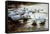 Ducks in Shallow Water Reed; Enten in Flachem Schilfwasser-Alexander Koester-Framed Stretched Canvas