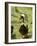 Ducks in the Grounds of Montana De Fuego Hotel, La Fortuna, Arenal, Costa Rica, Central America-R H Productions-Framed Photographic Print