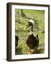 Ducks in the Grounds of Montana De Fuego Hotel, La Fortuna, Arenal, Costa Rica, Central America-R H Productions-Framed Photographic Print