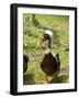 Ducks in the Grounds of Montana De Fuego Hotel, La Fortuna, Arenal, Costa Rica, Central America-R H Productions-Framed Photographic Print