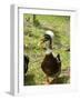 Ducks in the Grounds of Montana De Fuego Hotel, La Fortuna, Arenal, Costa Rica, Central America-R H Productions-Framed Photographic Print