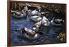 Ducks in the Reeds under the Boughs-Alexander Koester-Framed Giclee Print