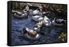 Ducks in the Reeds under the Boughs-Alexander Koester-Framed Stretched Canvas