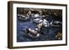 Ducks in the Reeds under the Boughs-Alexander Koester-Framed Giclee Print