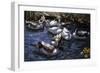 Ducks in the Reeds under the Boughs-Alexander Koester-Framed Giclee Print