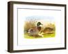 Ducks IV-Henry Jones-Framed Premium Giclee Print