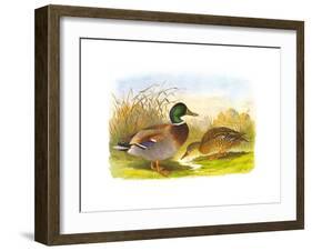 Ducks IV-Henry Jones-Framed Premium Giclee Print