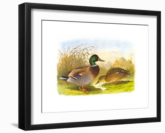 Ducks IV-Henry Jones-Framed Premium Giclee Print