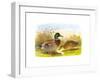 Ducks IV-Henry Jones-Framed Premium Giclee Print