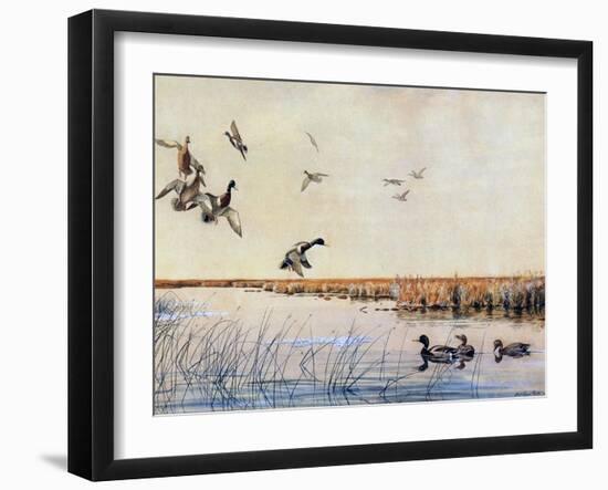 Ducks Landing, 1919-Louis Agassiz Fuertes-Framed Giclee Print