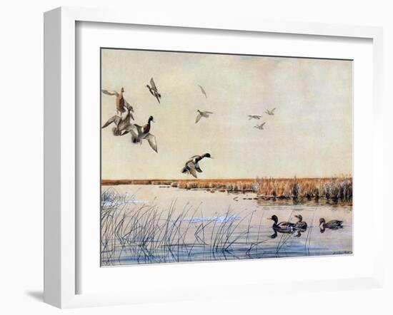 Ducks Landing, 1919-Louis Agassiz Fuertes-Framed Giclee Print