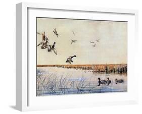 Ducks Landing, 1919-Louis Agassiz Fuertes-Framed Giclee Print