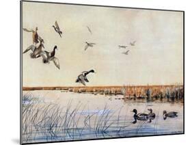 Ducks Landing, 1919-Louis Agassiz Fuertes-Mounted Giclee Print