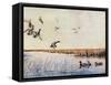 Ducks Landing, 1919-Louis Agassiz Fuertes-Framed Stretched Canvas