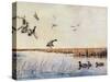 Ducks Landing, 1919-Louis Agassiz Fuertes-Stretched Canvas