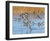 Ducks leaving the pond-Michael Scheufler-Framed Photographic Print