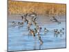 Ducks leaving the pond-Michael Scheufler-Mounted Photographic Print