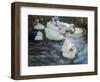 Ducks on a Pond, C1884-1932-Alexander Koester-Framed Giclee Print