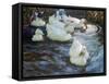 Ducks on a Pond, C1884-1932-Alexander Koester-Framed Stretched Canvas