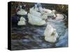 Ducks on a Pond, C1884-1932-Alexander Koester-Stretched Canvas