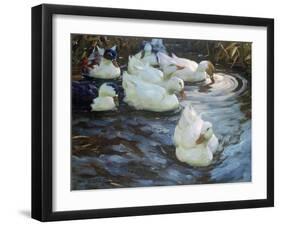Ducks on a Pond, C1884-1932-Alexander Koester-Framed Giclee Print