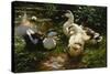 Ducks on a Pond with Waterlilies-Alexander Koester-Stretched Canvas