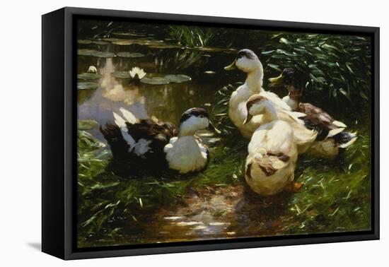 Ducks on a Pond with Waterlilies-Alexander Koester-Framed Stretched Canvas