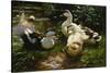 Ducks on a Pond with Waterlilies-Alexander Koester-Stretched Canvas