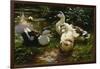 Ducks on a Pond with Waterlilies-Alexander Koester-Framed Giclee Print