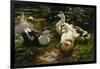 Ducks on a Pond with Waterlilies-Alexander Koester-Framed Giclee Print