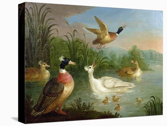 Ducks on a River Landscape-Marmaduke Craddock-Stretched Canvas