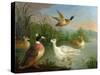 Ducks on a River Landscape-Marmaduke Craddock-Stretched Canvas