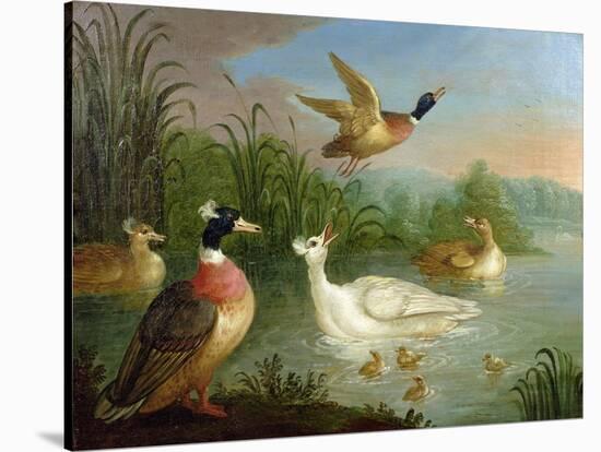 Ducks on a River Landscape-Marmaduke Craddock-Stretched Canvas