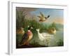 Ducks on a River Landscape-Marmaduke Craddock-Framed Giclee Print