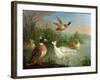 Ducks on a River Landscape-Marmaduke Craddock-Framed Giclee Print