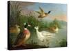 Ducks on a River Landscape-Marmaduke Craddock-Stretched Canvas