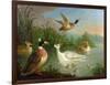 Ducks on a River Landscape-Marmaduke Craddock-Framed Giclee Print