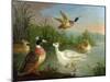 Ducks on a River Landscape-Marmaduke Craddock-Mounted Giclee Print